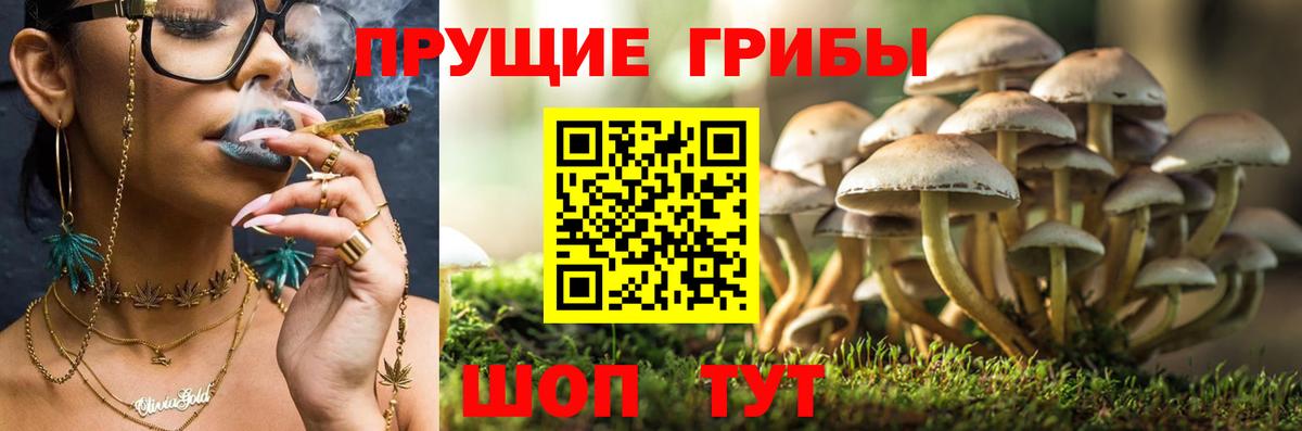 Псилоцибиновые грибы GOLDEN TEACHER  Вход с VPN  Корсаков 